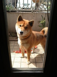 愛犬元気。