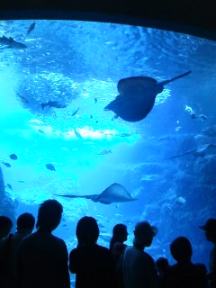 江ノ島の水族館へ