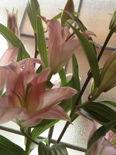 ユリの花