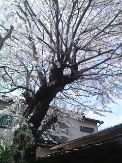 桜散策。